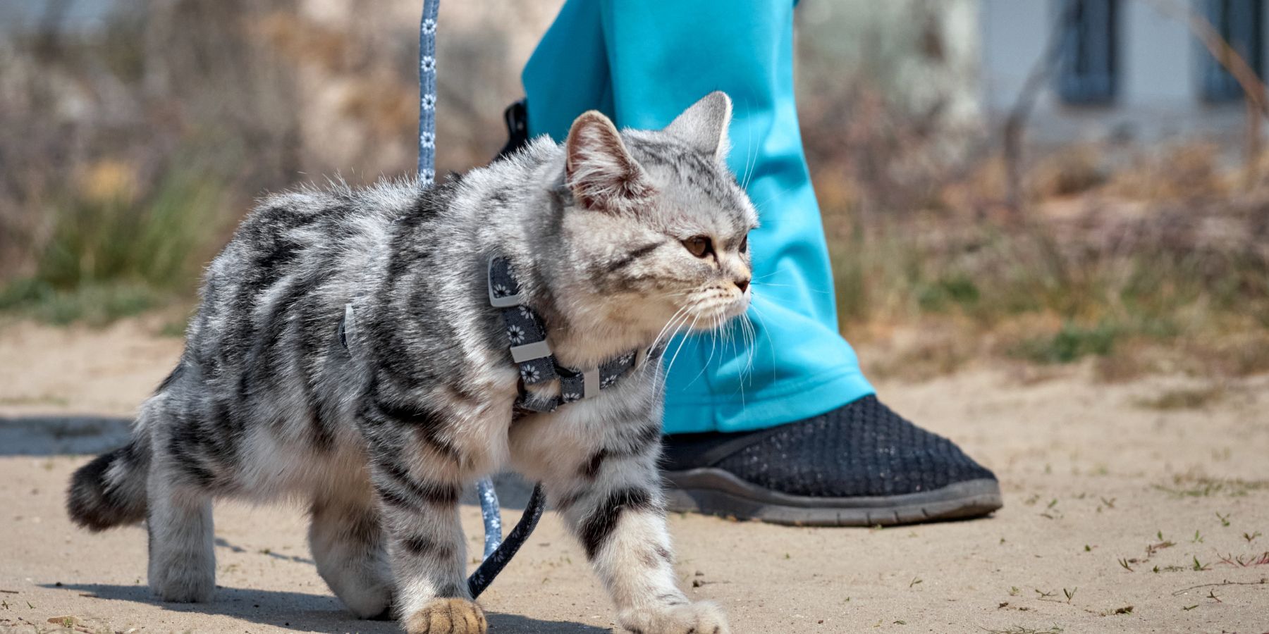 Cat Safety First: Outdoor Hazards to Watch for on Walks
